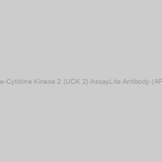 Image of Human Uridine-Cytidine Kinase 2 (UCK 2) AssayLite Antibody (APC Conjugate)